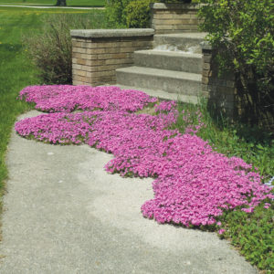 An image of Phlox subulata Red Wing