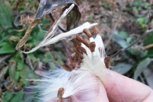 A photo of milkweed seeds