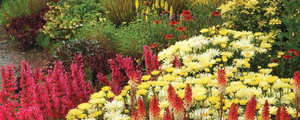 A photo of a colorful garden. Photo courtesy Terra Nova