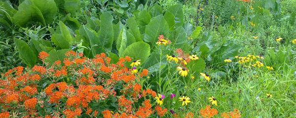 A photo of Rudbeckia hirta and other native flowering plants